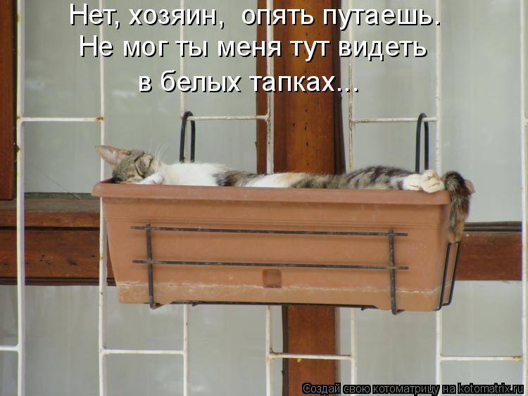 Котоматрица: Не мог ты меня тут видеть в белых тапках... Нет, хозяин,  опять путаешь.