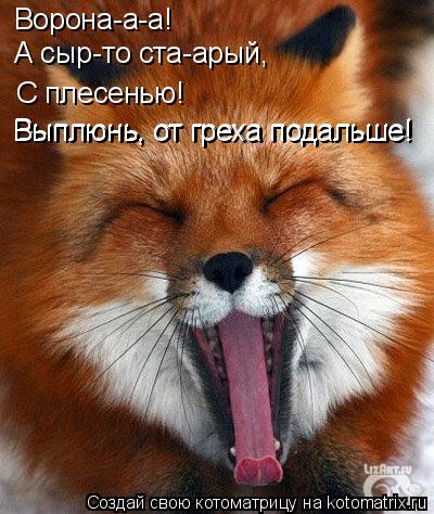 Котоматрица: Ворона-а-а! А сыр-то ста-арый, С плесенью! Выплюнь, от греха подальше! Выплюнь, от греха подальше!