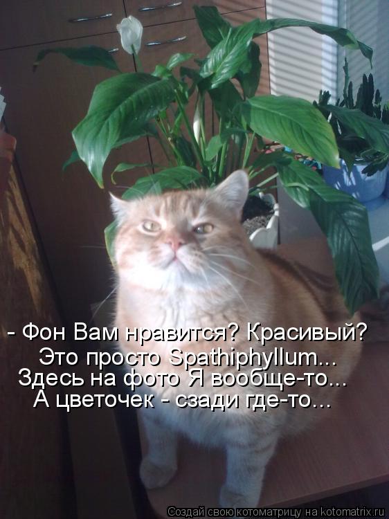 Котоматрица: - Фон Вам нравится? Красивый? Это просто Spathiphyllum... Здесь на фото Я вообще-то... А цветочек - сзади где-то...