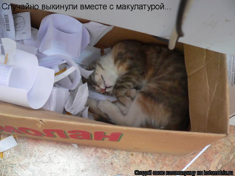 Котоматрица: Случайно выкинули вместе с макулатурой...