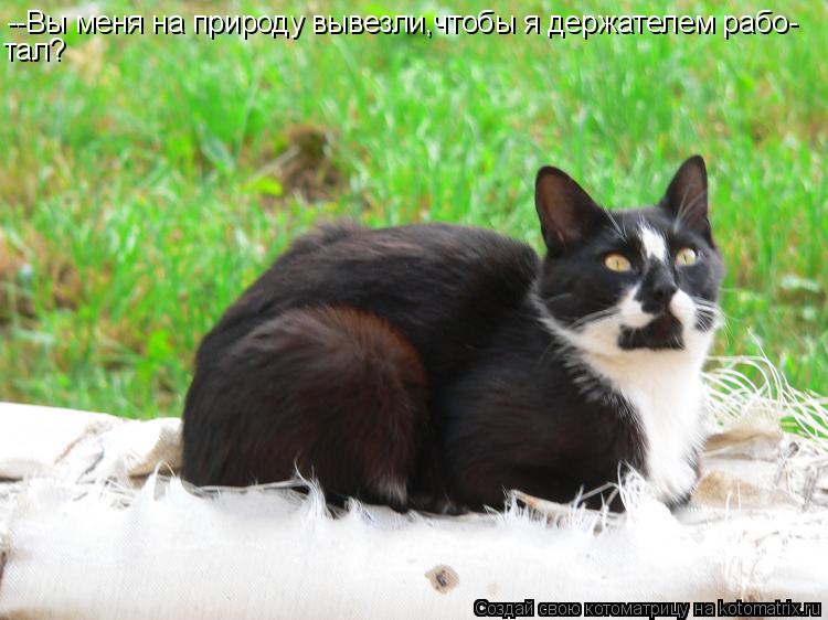 Котоматрица: --Вы меня на природу вывезли,чтобы я держателем рабо- тал?