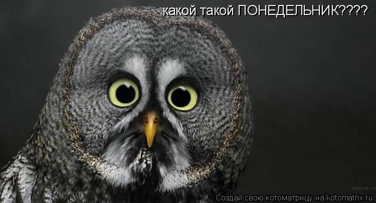 Котоматрица: какой такой ПОНЕДЕЛЬНИК????