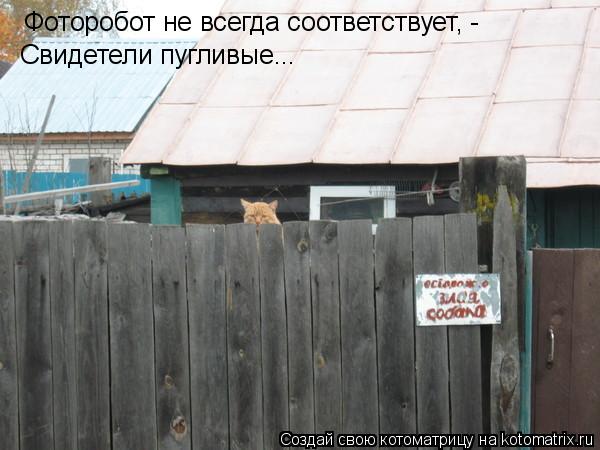 Котоматрица: Фоторобот не всегда соответствует, - Свидетели пугливые...