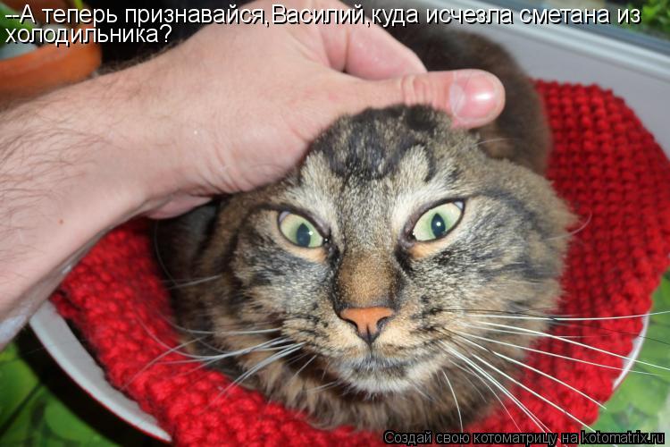 Котоматрица: --А теперь признавайся,Василий,куда исчезла сметана из холодильника?