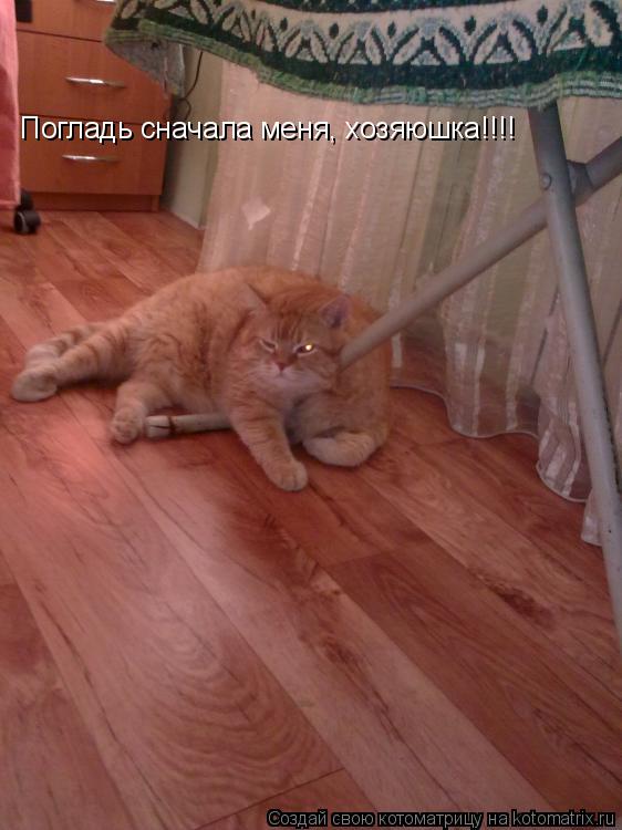 Погладь сначала меня, хозяюшка!!!!... Котоматрица: Погладь сначала меня, хозяюшка!!!!