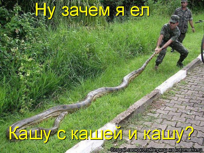 Ну зачем я ел Кашу с кашей и кашу?... Котоматрица: Ну зачем я ел Кашу с кашей и кашу?