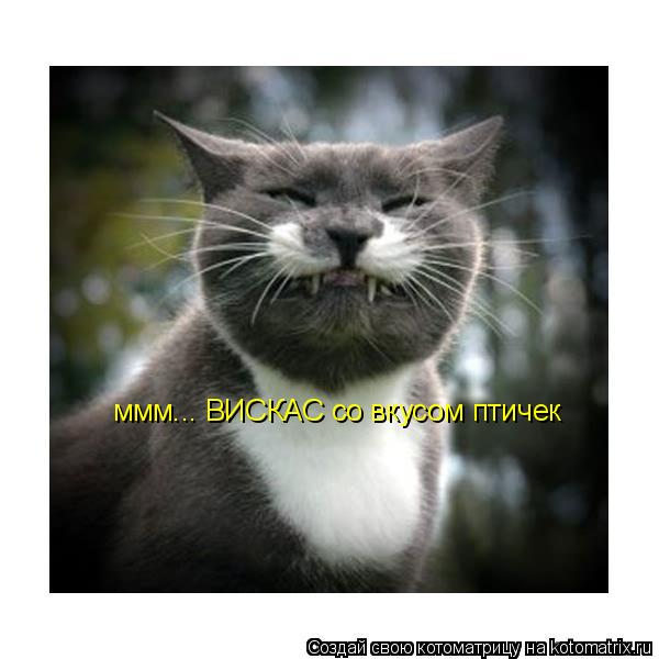 ммм... ВИСКАС со вкусом птичек... Котоматрица: ммм... ВИСКАС со вкусом птичек