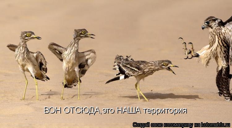 ВОН ОТСЮДА,это НАША территория... Котоматрица: ВОН ОТСЮДА,это НАША территория