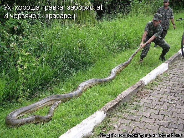 Ух, хороша травка, забориста! И червячок - красавец!... Котоматрица: Ух, хороша травка, забориста! И червячок - красавец!
