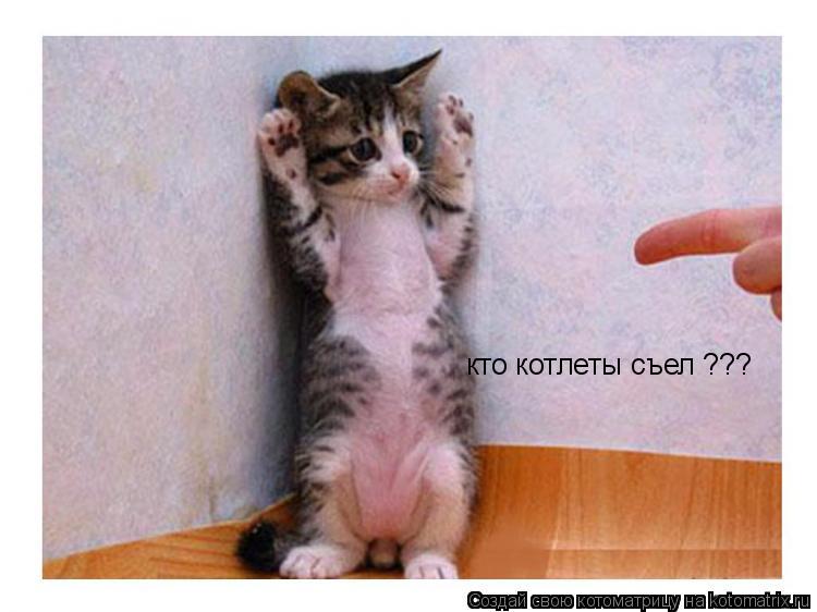 кто котлеты съел ???... Котоматрица: кто котлеты съел ???
