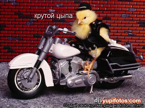 крутой цыпа... Котоматрица: крутой цыпа