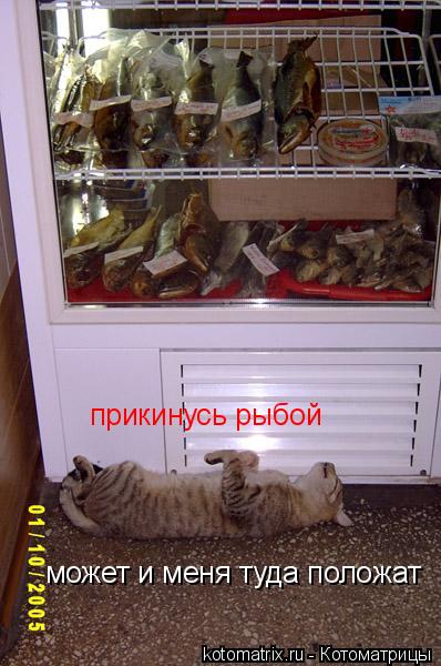 прикинусь рыбой может и меня туда положат... Котоматрица: прикинусь рыбой может и меня туда положат