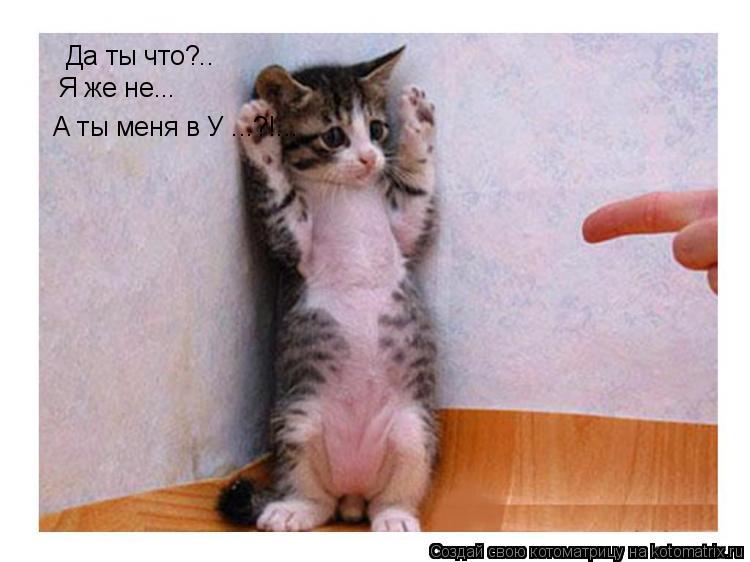 Да ты что?.. Я же не... А ты меня в У ...?!...... Котоматрица: Да ты что?.. Я же не... А ты меня в У ...?!...