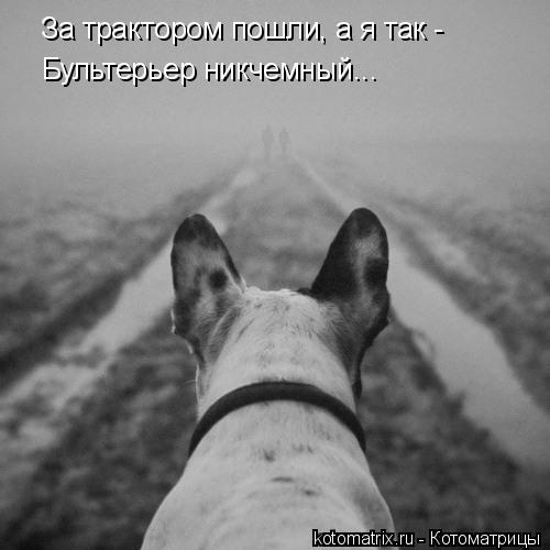 За трактором пошли, а я так - Бультерьер никчемный...... Котоматрица: За трактором пошли, а я так - Бультерьер никчемный...