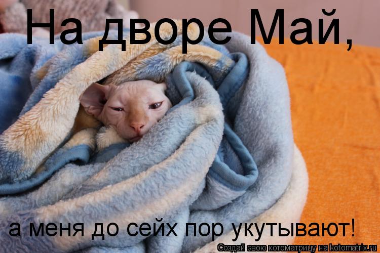 На дворе Май, а меня до сейх пор укутывают!... Котоматрица: На дворе Май, а меня до сейх пор укутывают!