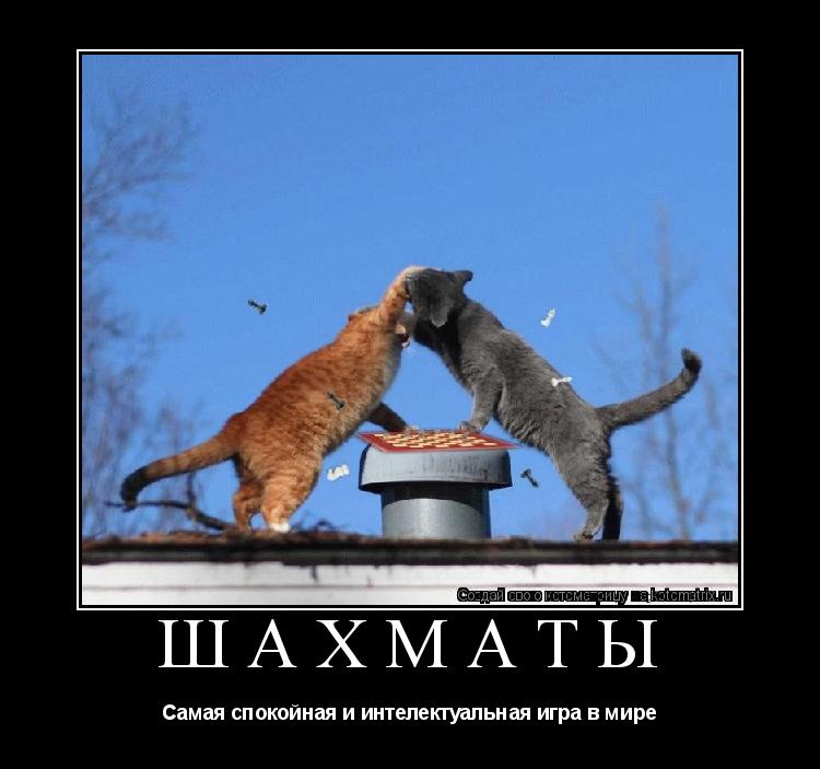 Котоматрица: ШАХМАТЫ Самая спокойная и интелектуальная игра в мире