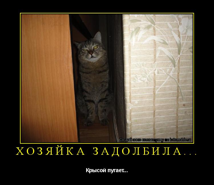 Хозяйка задолбила... Крысой пугает...... Котоматрица: Хозяйка задолбила... Крысой пугает...