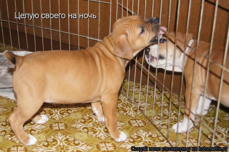Целую своего на ночь... Котоматрица: Целую своего на ночь