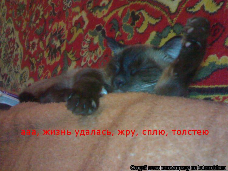 ааа, жизнь удалась, жру, сплю, толстею ааа, жизнь удалась, жру, сплю, толстею... Котоматрица: ааа, жизнь удалась, жру, сплю, толстею ааа, жизнь удалась, жру, сплю, толстею