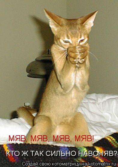 МЯВ, МЯВ, МЯВ, МЯВ! КТО Ж ТАК СИЛЬНО НАВОНЯВ?... Котоматрица: МЯВ, МЯВ, МЯВ, МЯВ! КТО Ж ТАК СИЛЬНО НАВОНЯВ?