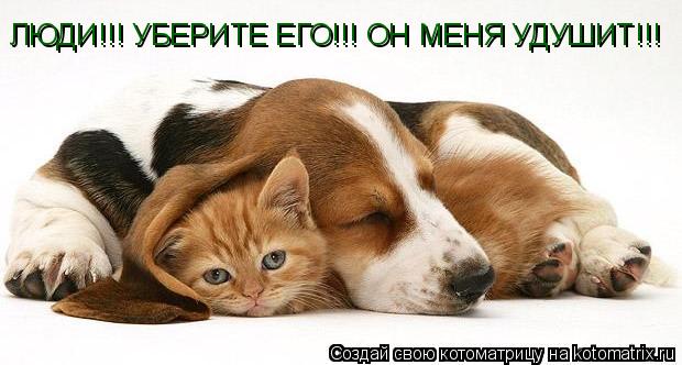 ЛЮДИ!!! УБЕРИТЕ ЕГО!!! ОН МЕНЯ УДУШИТ!!!... Котоматрица: ЛЮДИ!!! УБЕРИТЕ ЕГО!!! ОН МЕНЯ УДУШИТ!!!