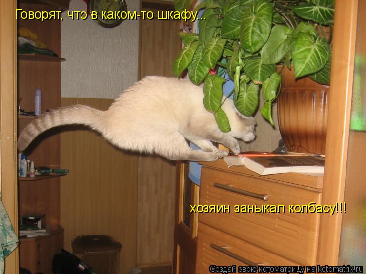 Говорят, что в каком-то шкафу... хозяин заныкал колбасу!!!... Котоматрица: Говорят, что в каком-то шкафу... хозяин заныкал колбасу!!!