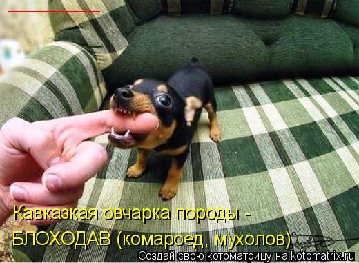 _________ БЛОХОДАВ (комароед, мухолов) Кавказкая овчарка породы -... Котоматрица: _________ БЛОХОДАВ (комароед, мухолов) Кавказкая овчарка породы -