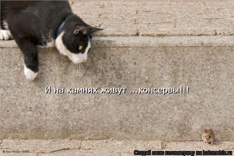 И на камнях живут ...консервы!!!... Котоматрица: И на камнях живут ...консервы!!!