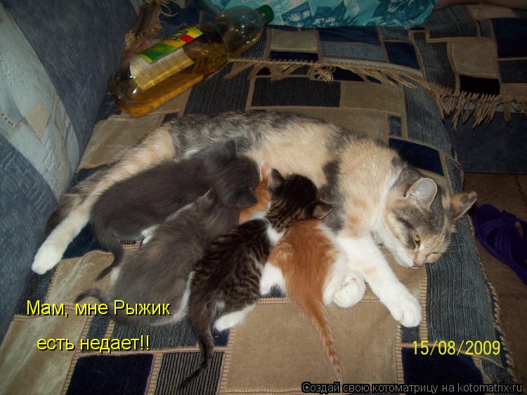 Мам, мне Рыжик есть недает!!... Котоматрица: Мам, мне Рыжик есть недает!!