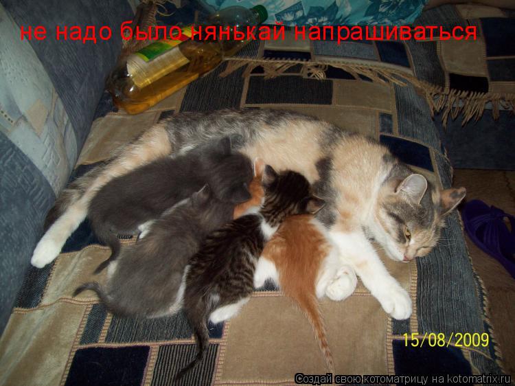 не надо было нянькай напрашиваться... Котоматрица: не надо было нянькай напрашиваться