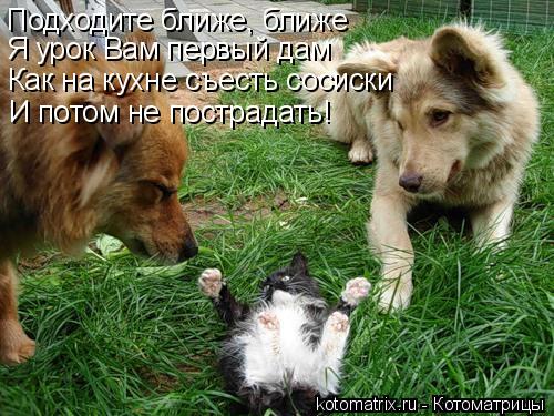 Котоматрица: Подходите ближе, ближе Я урок Вам первый дам Как на кухне съесть сосиски И потом не пострадать!