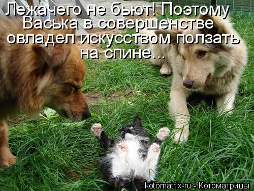 Котоматрица: Лежачего не бьют! Поэтому Васька в совершенстве овладел искусством ползать на спине...