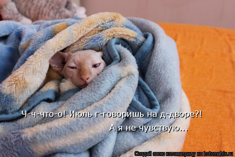Котоматрица: Ч-ч-что-о! Июль г-говоришь на д-дворе?! А я не чувствую...