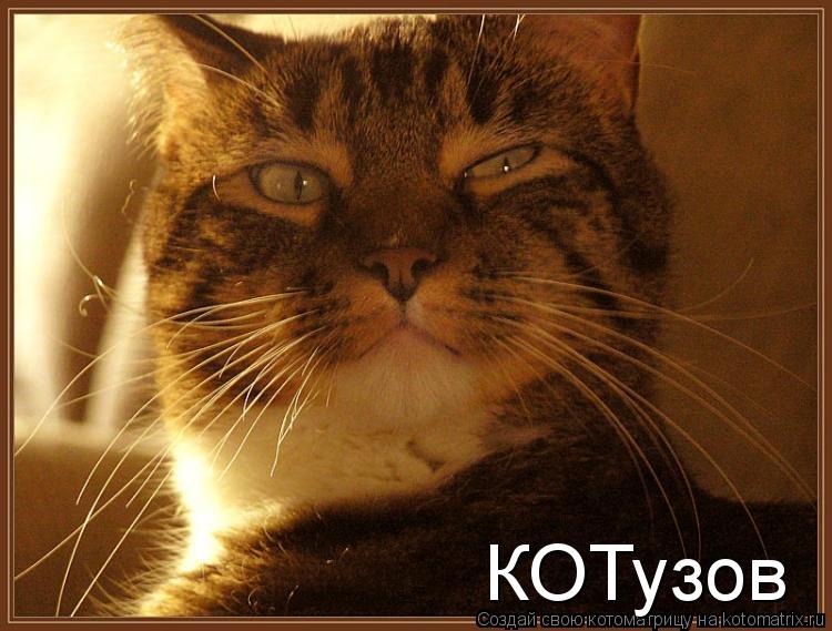 Котоматрица: КОТузов