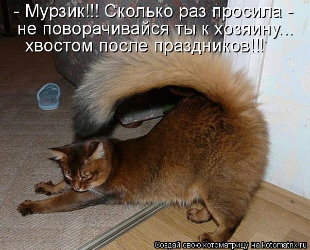 Котоматрица: - Мурзик!!! Сколько раз просила -  не поворачивайся ты к хозяину... хвостом после праздников!!!