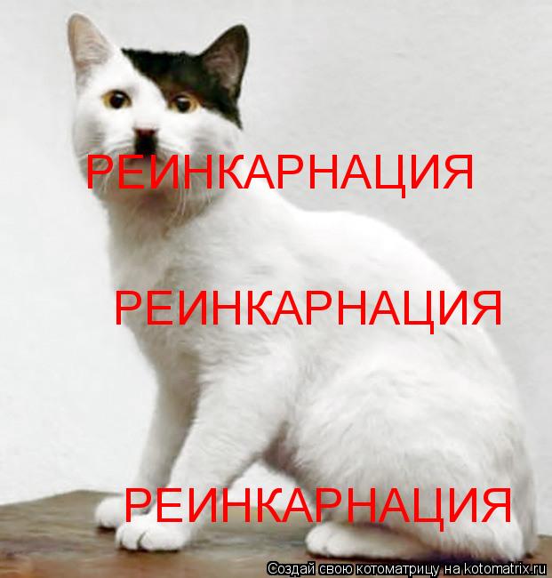 Котоматрица: РЕИНКАРНАЦИЯ РЕИНКАРНАЦИЯ РЕИНКАРНАЦИЯ