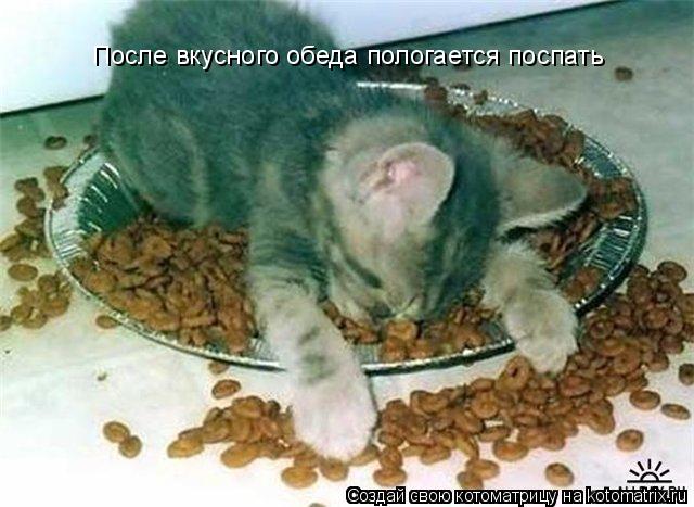 Котоматрица: После вкусного обеда пологается поспать