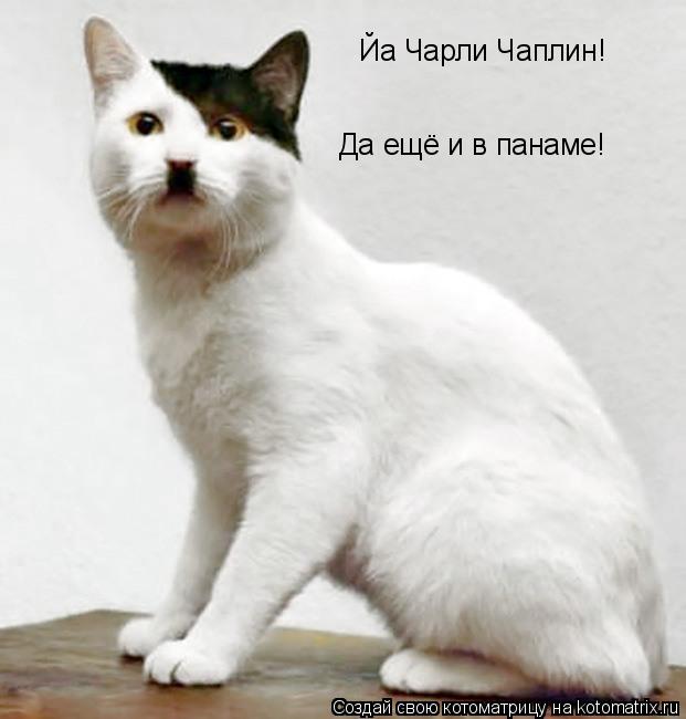 Котоматрица: Йа Чарли Чаплин! Да ещё и в панаме!