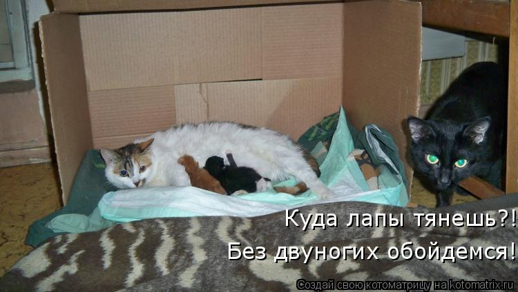 Котоматрица: Куда лапы тянешь?! Без двуногих обойдемся!