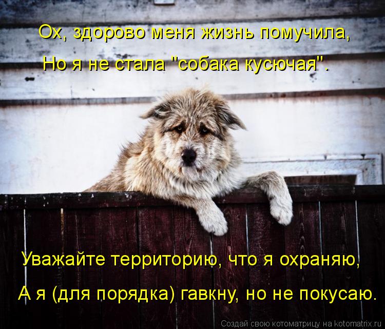 Ох, здорово меня жизнь помучила, Но я не стала "собака кусючая". Уважайте территорию, что я охраняю, ... Котоматрица: Ох, здорово меня жизнь помучила, Но я не стала "собака кусючая". Уважайте территорию, что я охраняю, А я (для порядка) гавкну, но не покусаю.