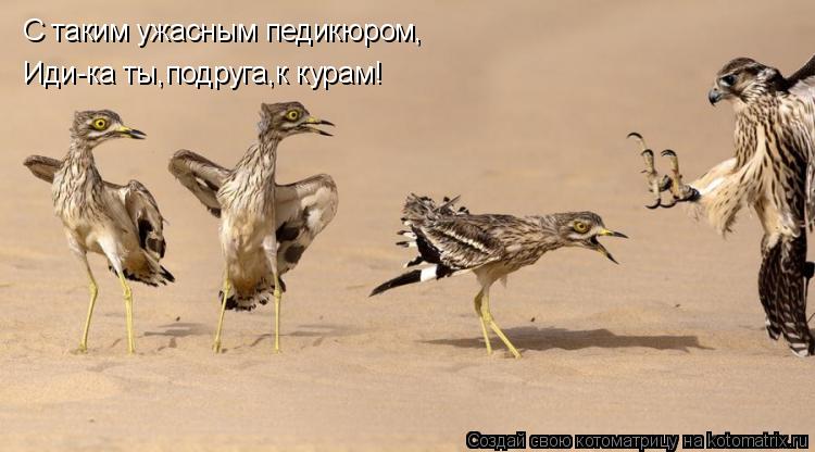 Котоматрица: С таким ужасным педикюром, Иди-ка ты,подруга,к курам!