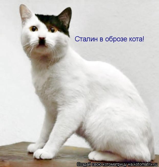 Котоматрица: Сталин в оброзе кота!
