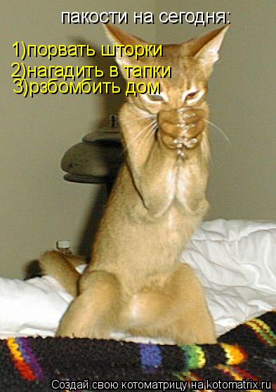 Котоматрица: пакости на сегодня: 1)порвать шторки 2)нагадить в тапки 3)рзбомбить дом