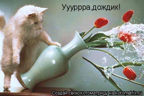 Котоматрица: Уууррра,дождик!
