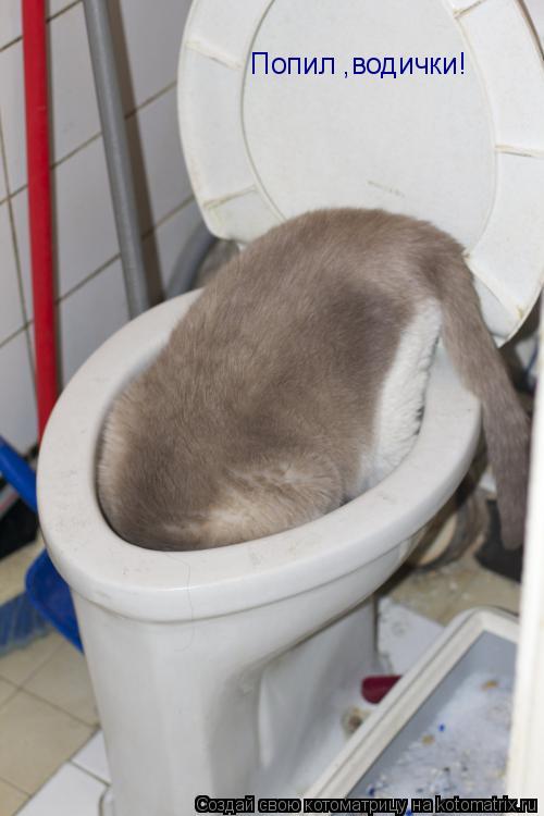 Котоматрица: Попил ,водички!