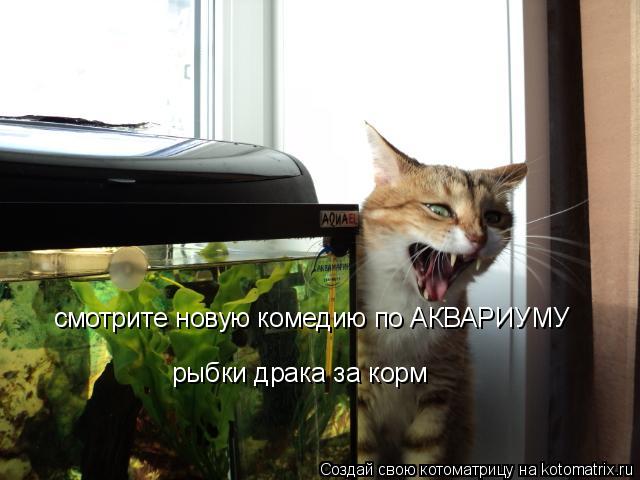 Котоматрица: смотрите новую комедию по АКВАРИУМУ рыбки драка за корм