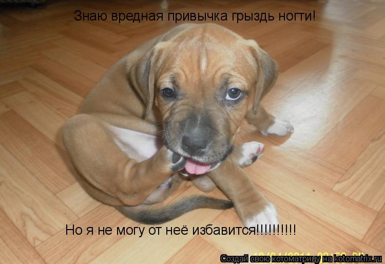 Котоматрица: Знаю вредная привычка грыздь ногти! Но я не могу от неё избавится!!!!!!!!!!