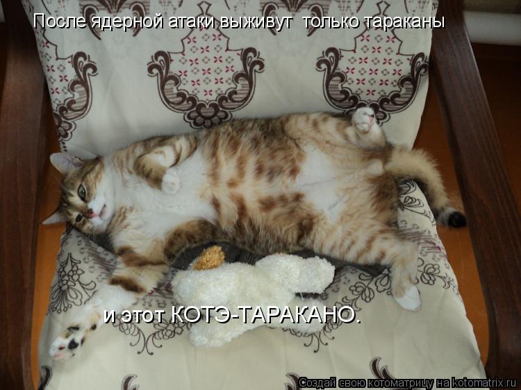 Котоматрица: После ядерной атаки выживут  только тараканы и этот КОТЭ-ТАРАКАНО.