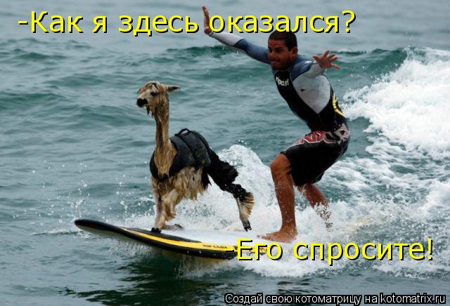 Котоматрица: -Как я здесь оказался? -Его спросите!