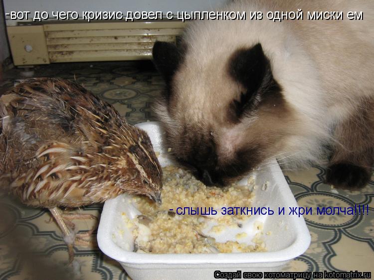 Котоматрица: вот до чего кризис довел с цыпленком из одной миски ем - слышь заткнись и жри молча!!!! -